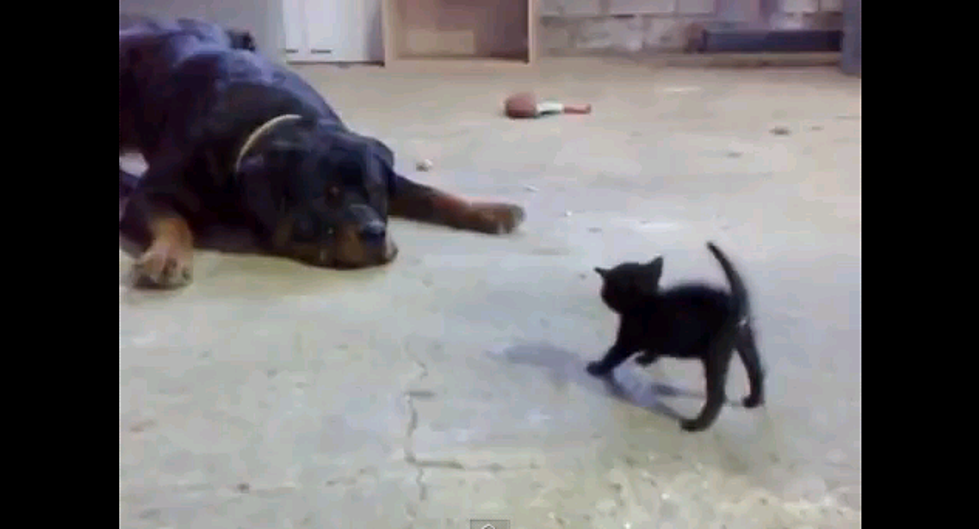 Kitten Stands up to Dog [Video]