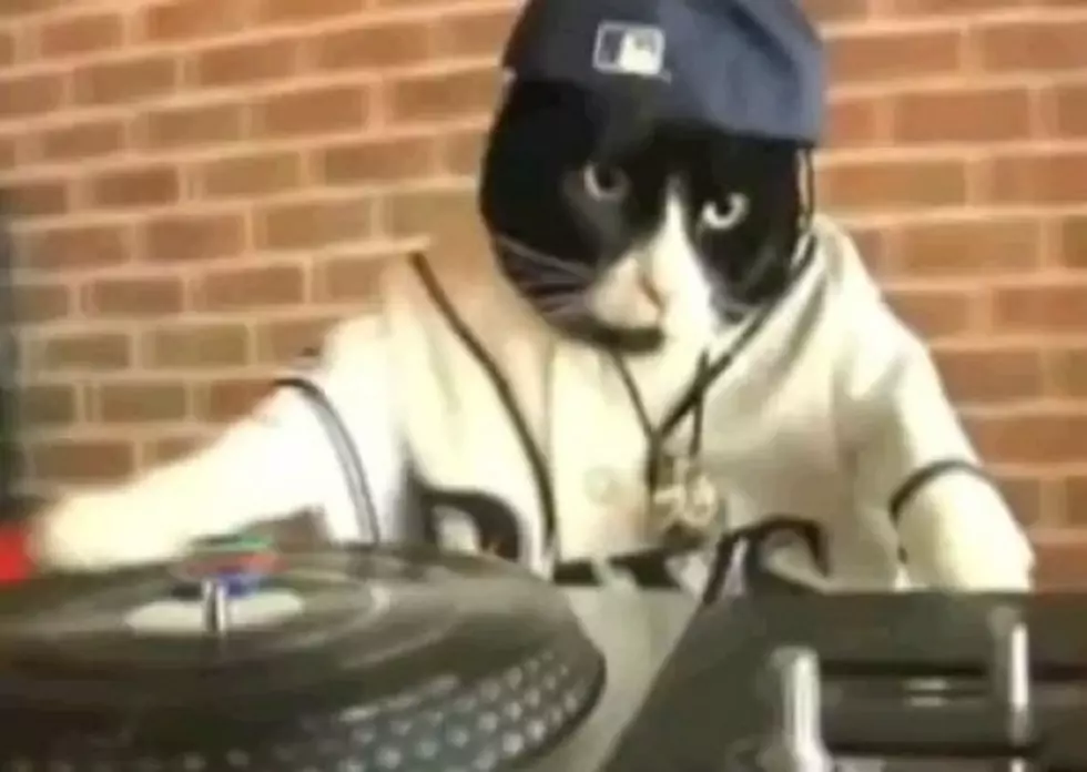 ‘Dubstep Cat’ Is Changing The Game [Video]