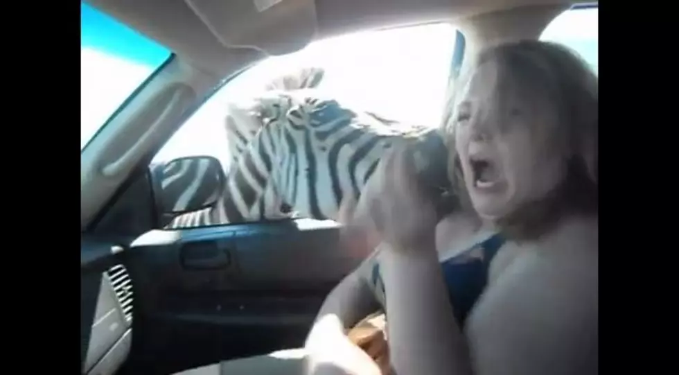 Woman Get’s Bit By Zebra While Sitting In Her Car [Video]