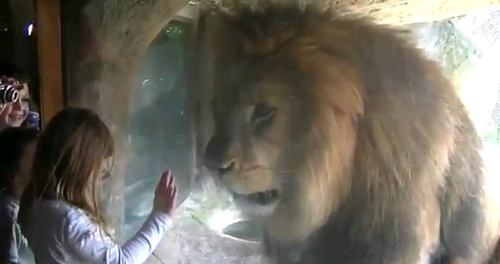 Little Girl Plays With Lion [Video]
