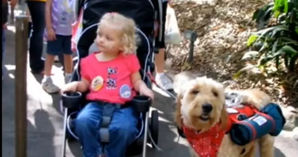 Alida Knobloch&#8217;s Dog Helps Her Live By Carrying Her Oxygen Tanks [Video]