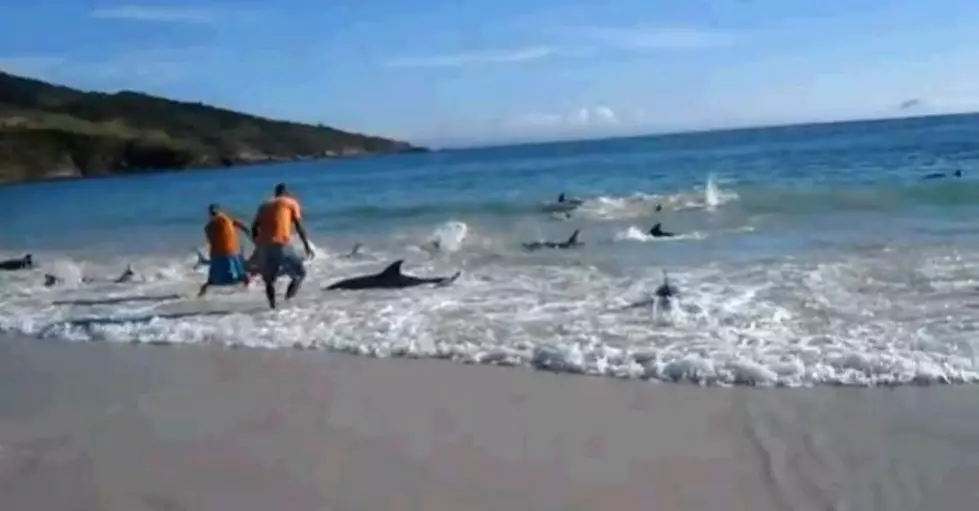 A Pod Of Beached Dolphins Rescued By People [Video]