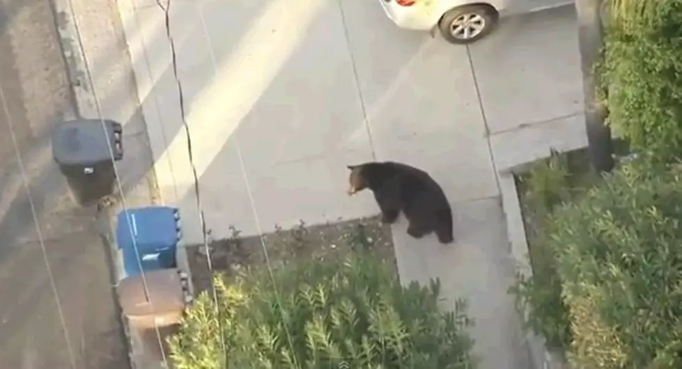 A Huge Brown Bear Strolls Through A Neighborhood [Video]
