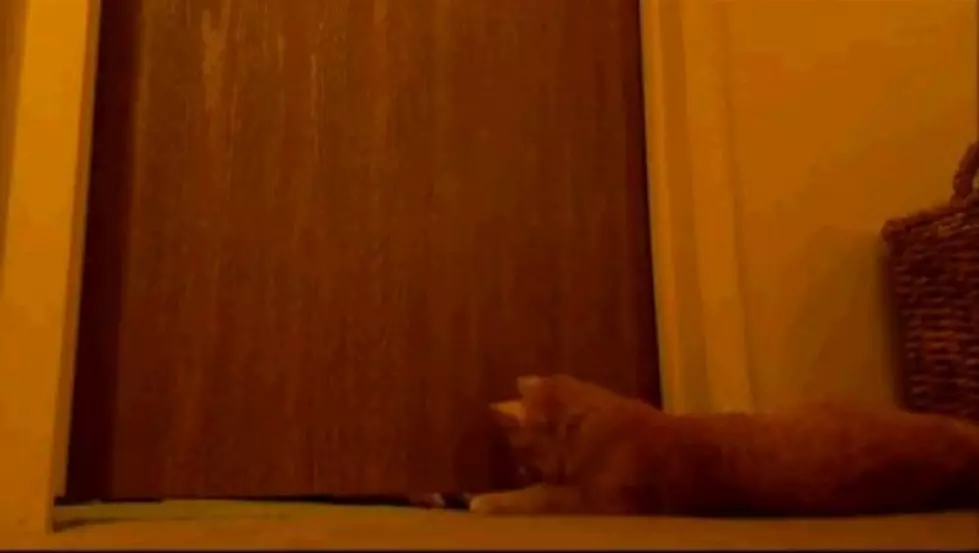 The Cat Alarm Clock Will Definitely Get You Out Of Bed [Video]