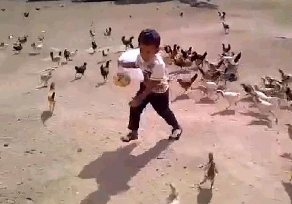 Hungry Chickens Chase A Scared Little Boy [Video]