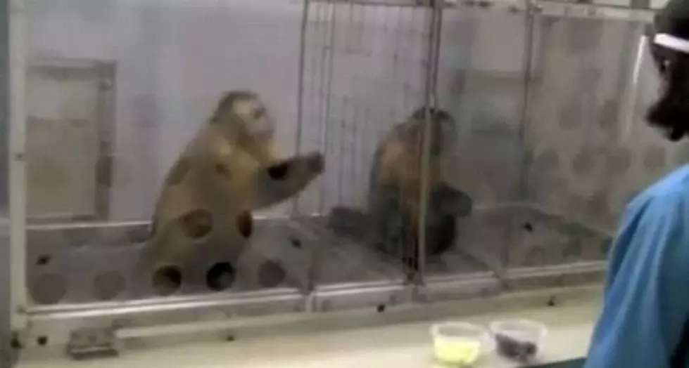 Science Proves Monkey&#8217;s Like Grapes Better Than Cucumbers [Video]
