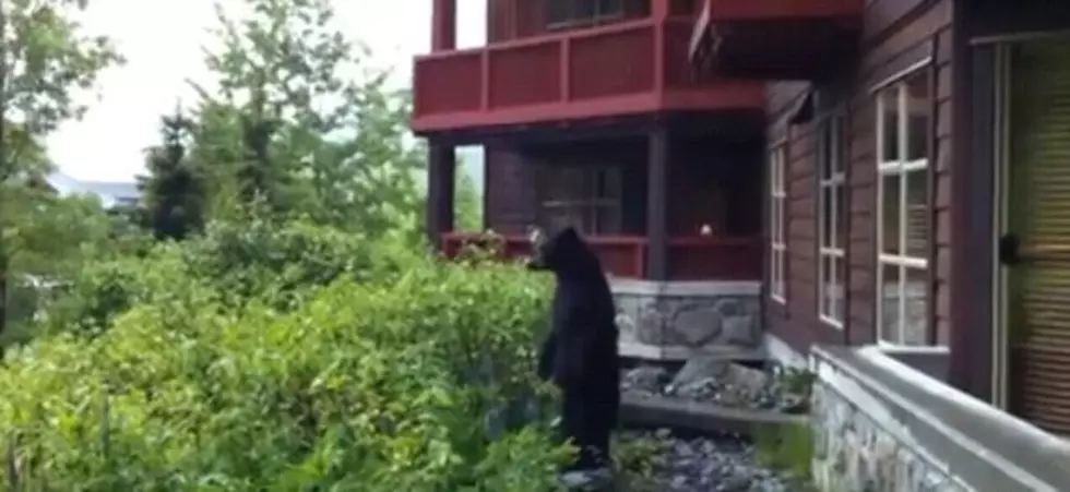 Guy Films His Stand Off With A Bear [Video]