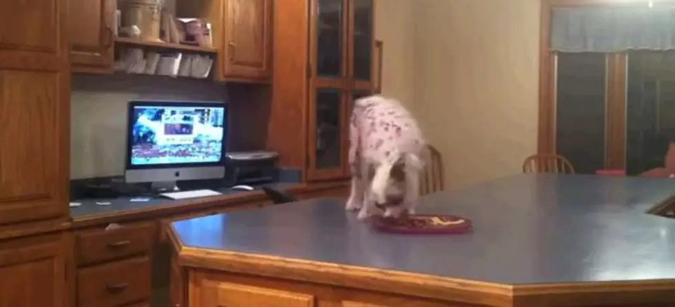 Smartest Dog Ever Won’t Be Denied A Meal [Video]