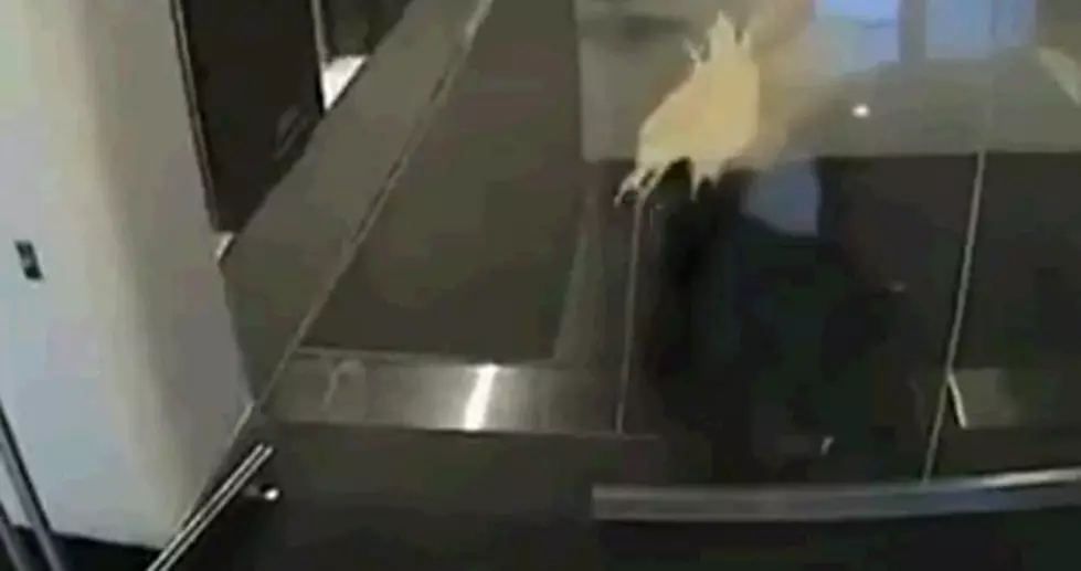 People Running Into Glass Doors Over And Over Again [Video]