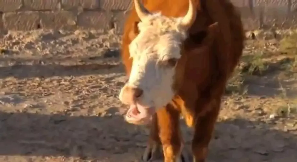 ‘Mad Cow’ Mumbling Will Make The Weekend Ending Easier To Take [Video]