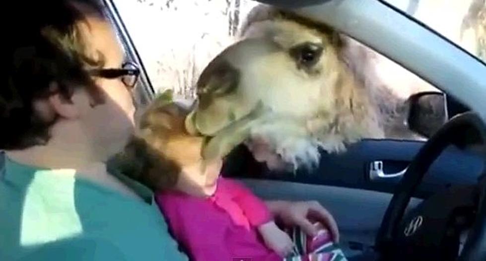 Hungry Camel Tries To Eat A Little Girl [Video]