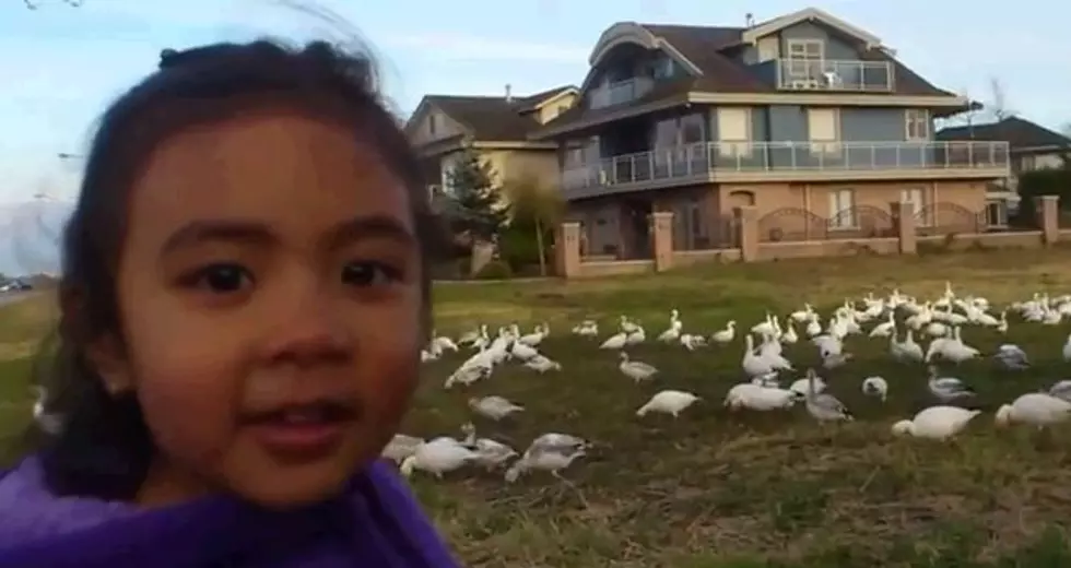 Cute Little Girl Is Showing You The Chickens [Video]