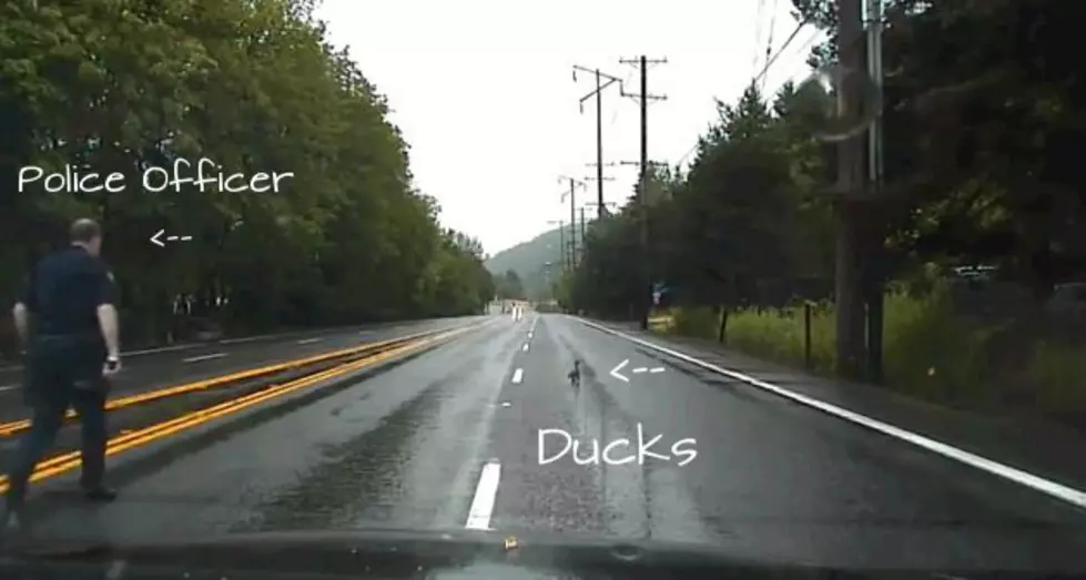 Police Officer Stops High Speed Chase To Save Some Ducks [Video]