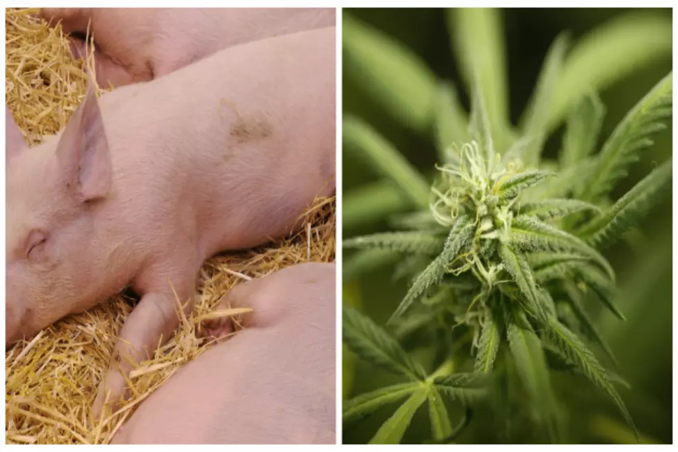Seattle Butcher Shop Feeding Pigs Marijuana to Improve Meat Quality