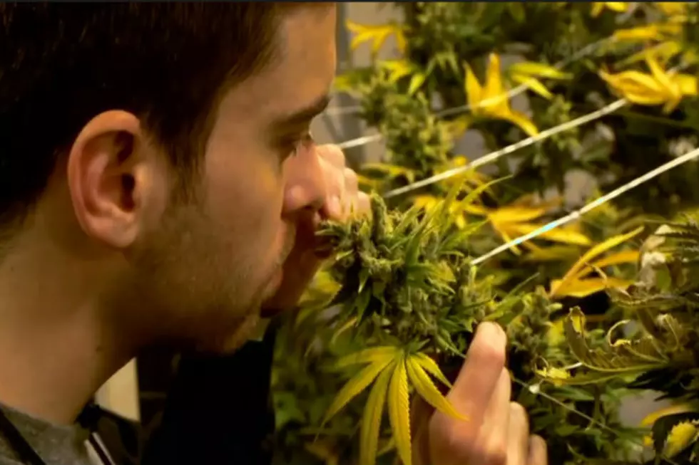 The Future Of Weed [Video]