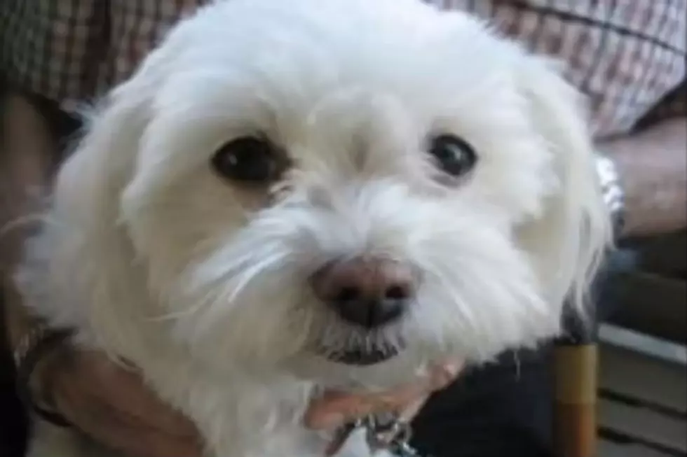 New Adopted Dog Eats Paralyzed Man&#8217;s Testicles While He Sleeps [Video]