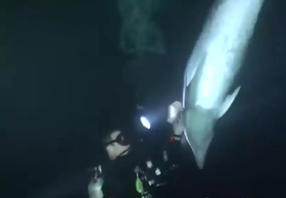 Incredible Video Of A Dolphin Asking A Diver For Help &#8211; You Have To See To Believe [Video]
