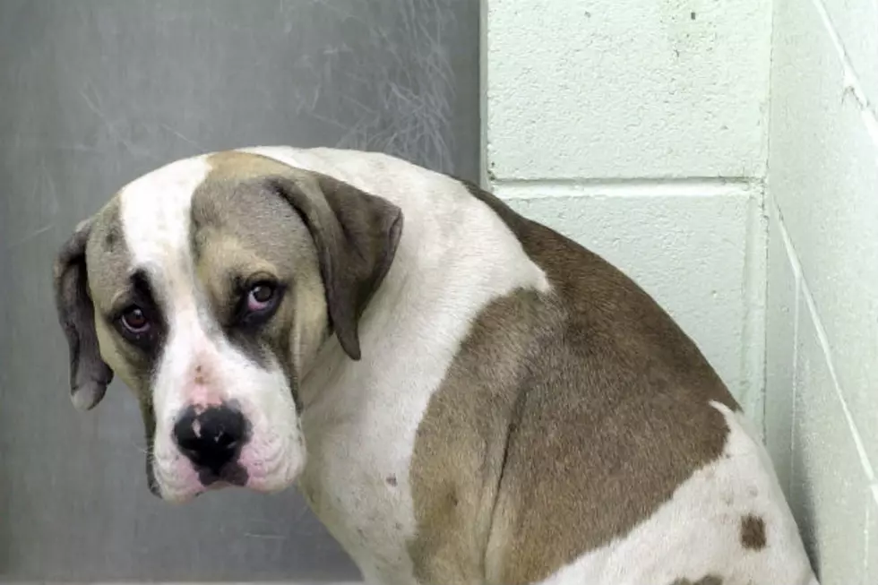 Metro Detroit Woman Who Runs Animal Shelter Accused Of Killing Pit Bulls