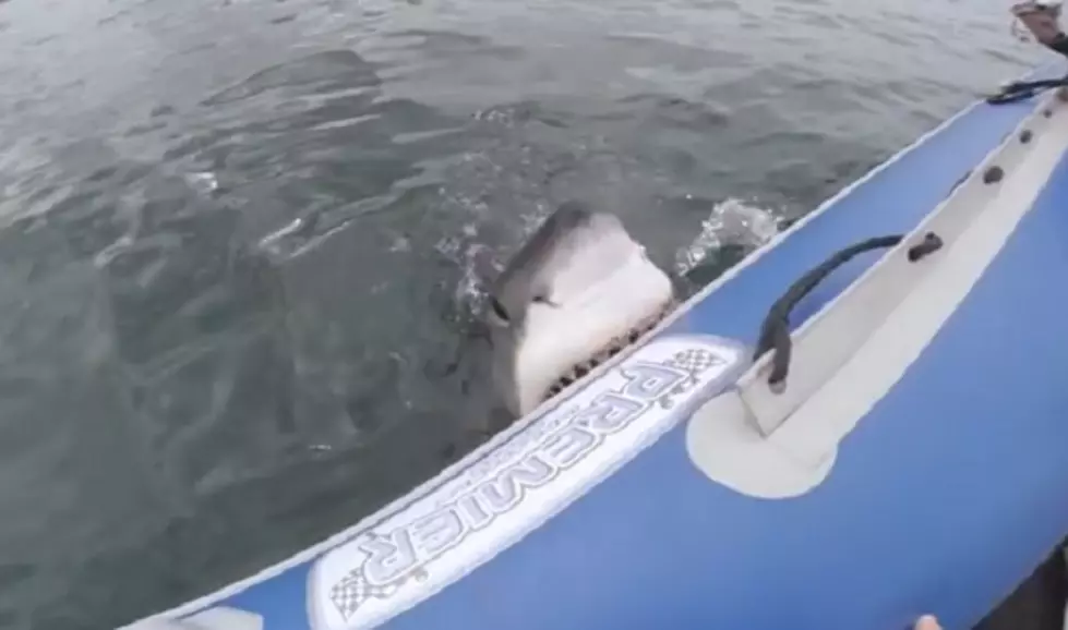 Crew Films A Great White Shark Popping Their Inflatable Boat [Video]