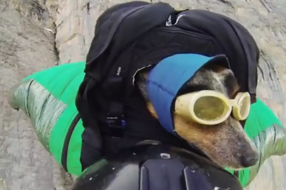 The World’s First Ever Wingsuit Base Jumping Dog [VIDEO]