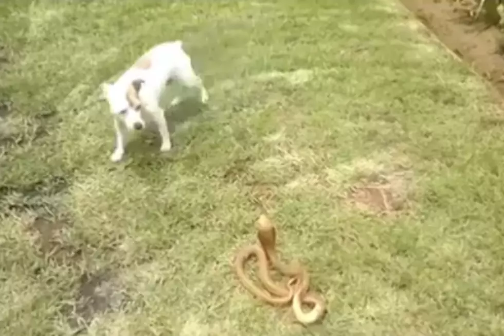 Dog Takes Down Poisonous Snake