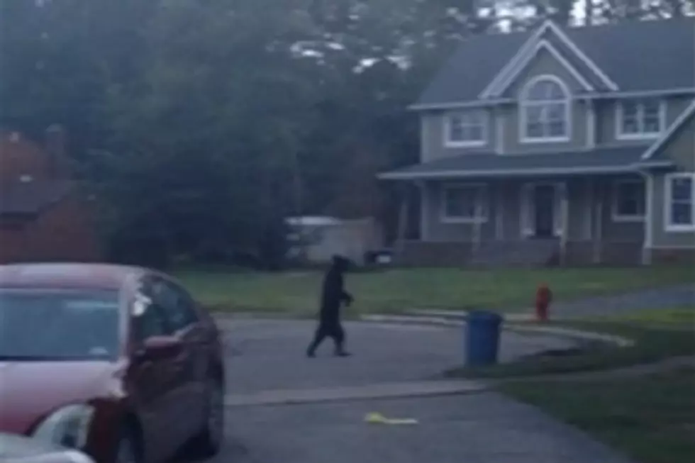 The ‘Walking Bear’ Will Stroll Right In To Your Nightmares [Video]