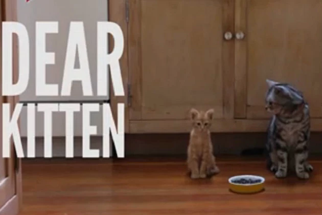 Dear Kitten Is Full of Wisdom For House Cats Everywhere