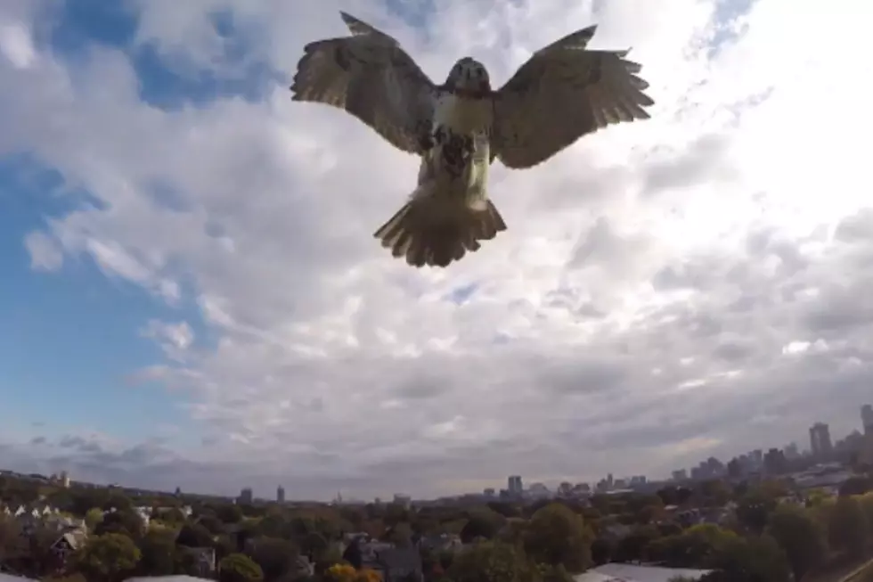 Hawk Claims Dominance Of The Sky By Taking Down A Drone Mid-Flight [VIDEO]