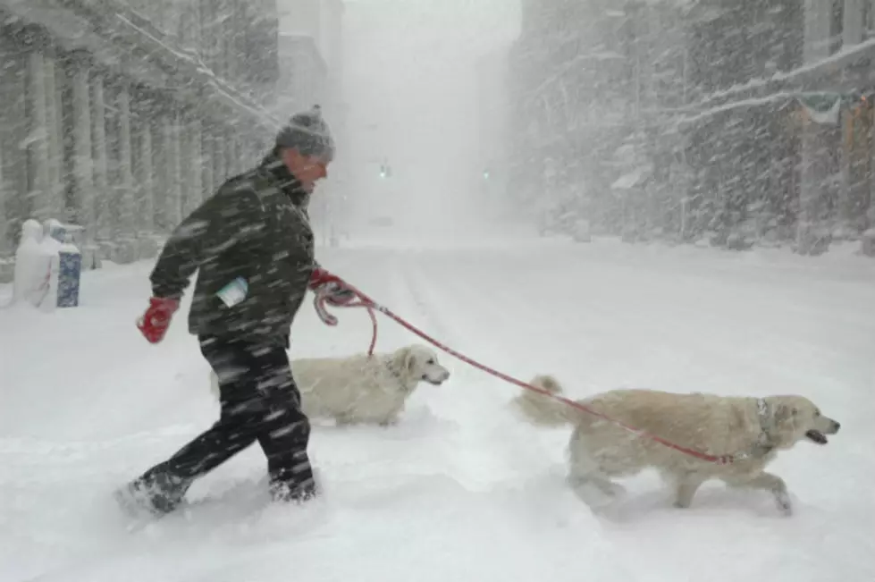 Don't Forget Your Pets In The Polar Vortex