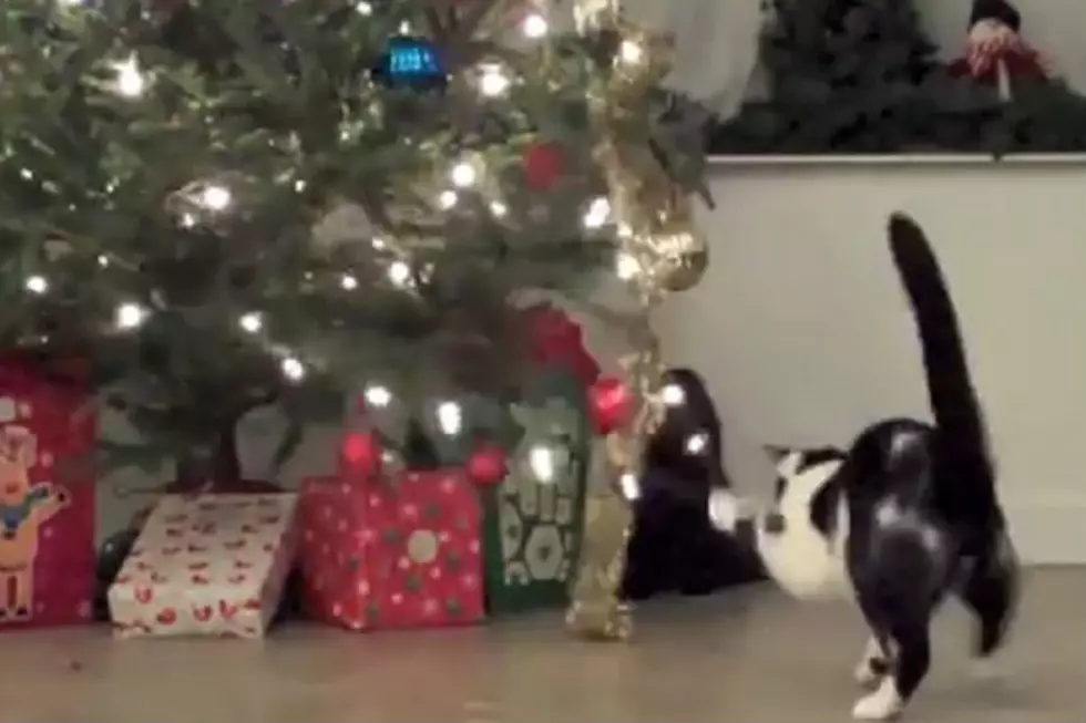 Watch Video Proof That Cats and Christmas Trees Are Not Friends [Video]