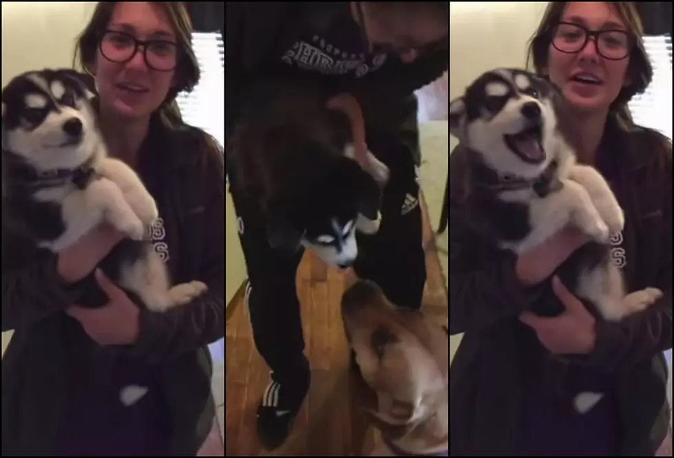 Talking Husky Puppy Video Is The Cutest Thing You&#8217;ll See Today