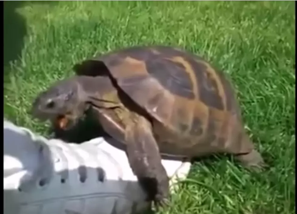 Turtle Sex Remix Is The Funniest Video You&#8217;ll Watch Today [Video]