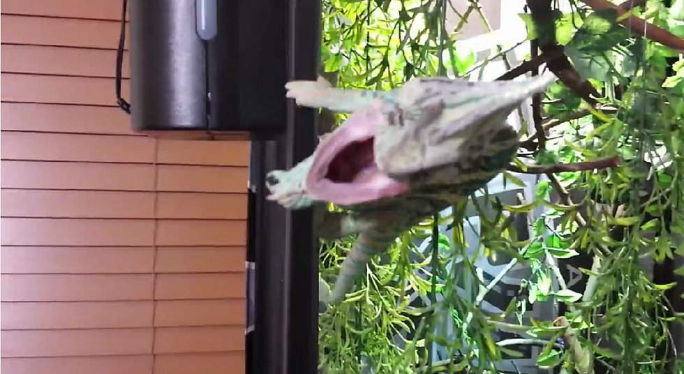 Guy Wakes Up His Pet Chameleon, Chameleon Is Not Happy About It [Video]