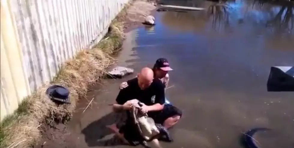 Alligator Wrestler Gets Bitten While Performing Trick [Video]