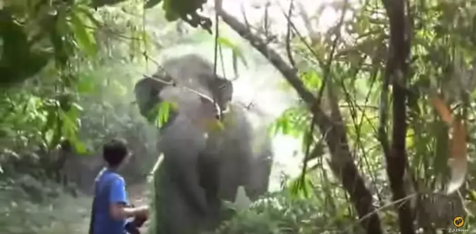 Thailand Tourist Stands Ground While Elephant Charges Him [Video]