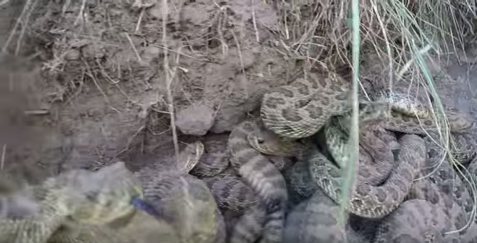 Idiot Drops GoPro Into Pit Full Of Rattlesnakes [Video]