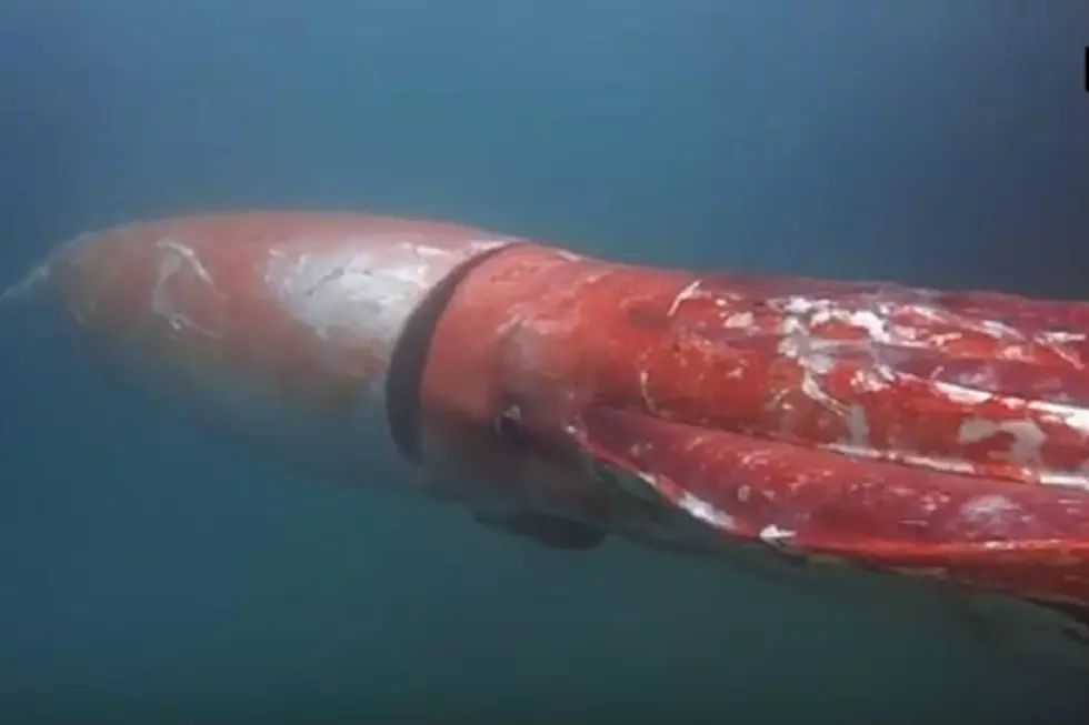 Watch This Rare Giant Squid Sighting Off The Coast of Japan [Video]