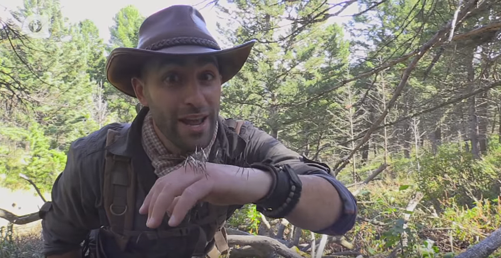 Man Purposely Gets Quilled By A Porcupine To Show How To Remove Needles [Video]
