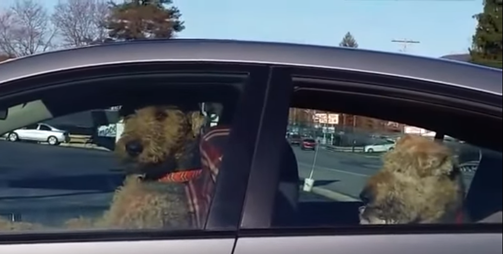 Impatient Dog Honks Horn While Waiting For Owner To Come Back [Video]