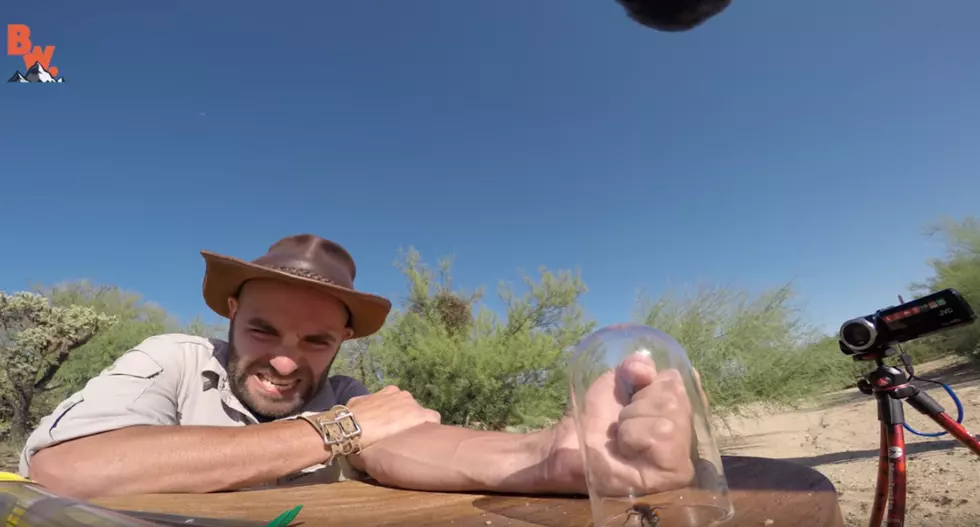 Guy Purposely Gets Stung By A Velvet Ant [Video]