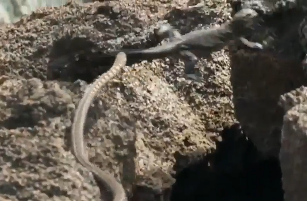 Baby Iguana Being Chased By Dozens Of Snakes Is The Next Great Action Movie America Needs