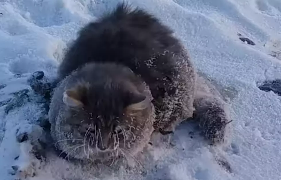 Couple Rescues Cat That Is Frozen To The Ground  [Video]