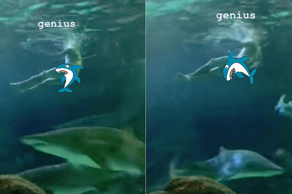 Naked Man Jumps In Aquarium’s Shark Tank For A Swim