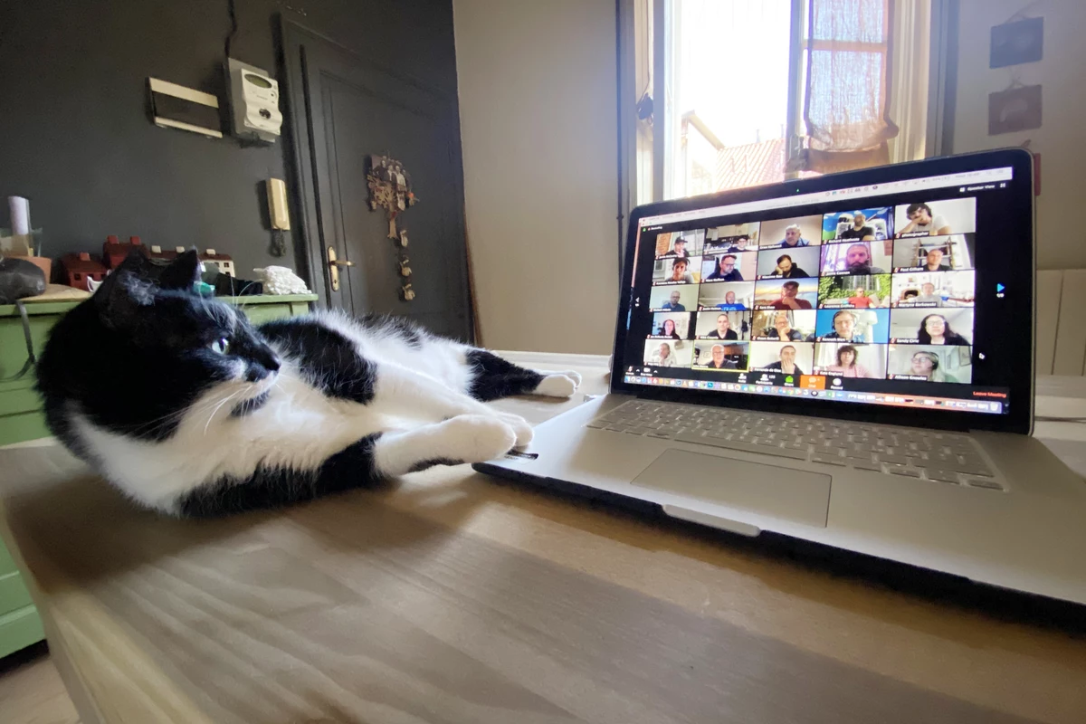 Смотрят кошки на экране. Кот сбоку экрана. Котик на связи. Котенок перед ноутбуком Мем.