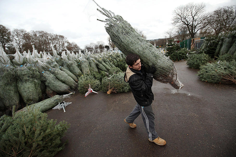 Where To Find Christmas Trees In Michigan As Supplies Are Getting Low