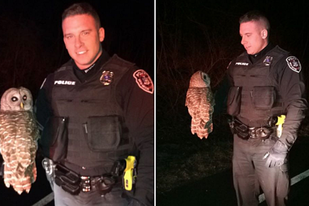 Red Hook Police Rescue Owl on 9G