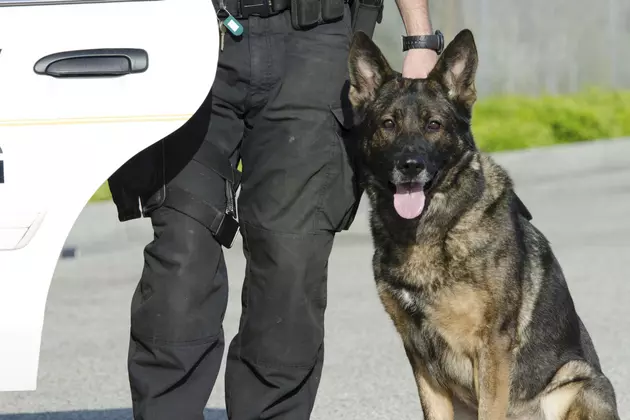 Police: Ulster County K9 Helps Cops Catch Man With Drugs