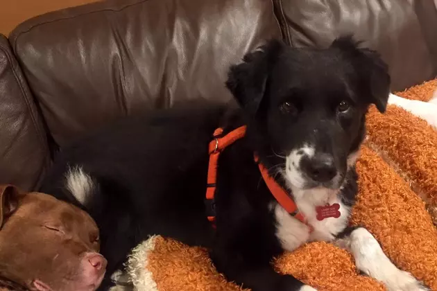 Missing Hudson Valley Rescue Dog Found