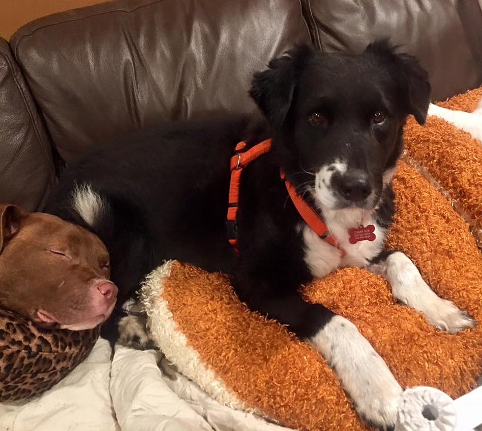 Missing Hudson Valley Rescue Dog Found