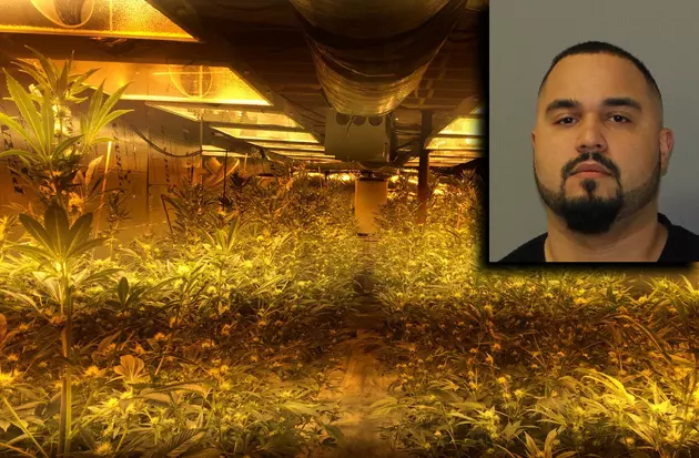 340 Marijuana Plants Seized in Orange County